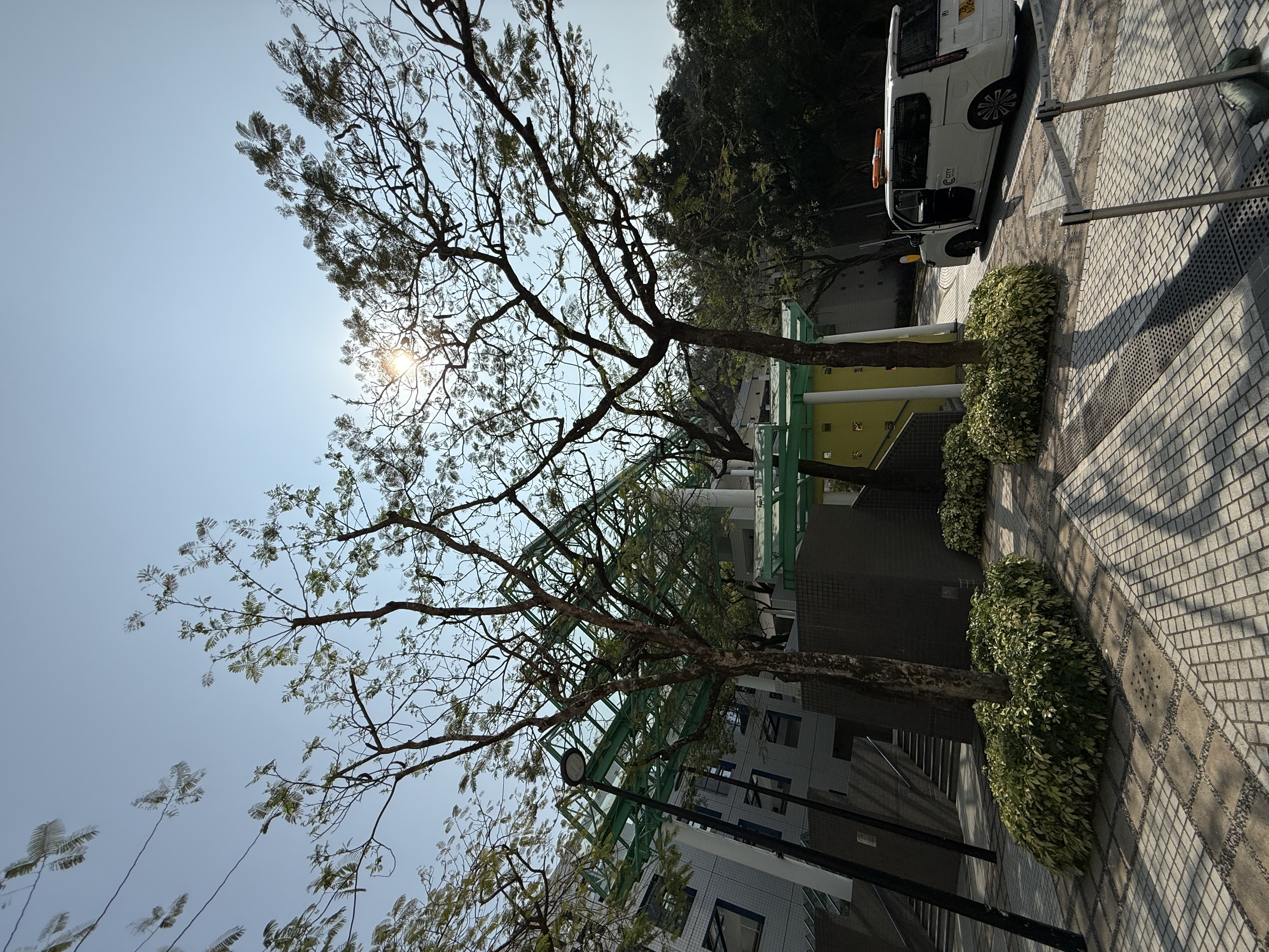 凤凰木