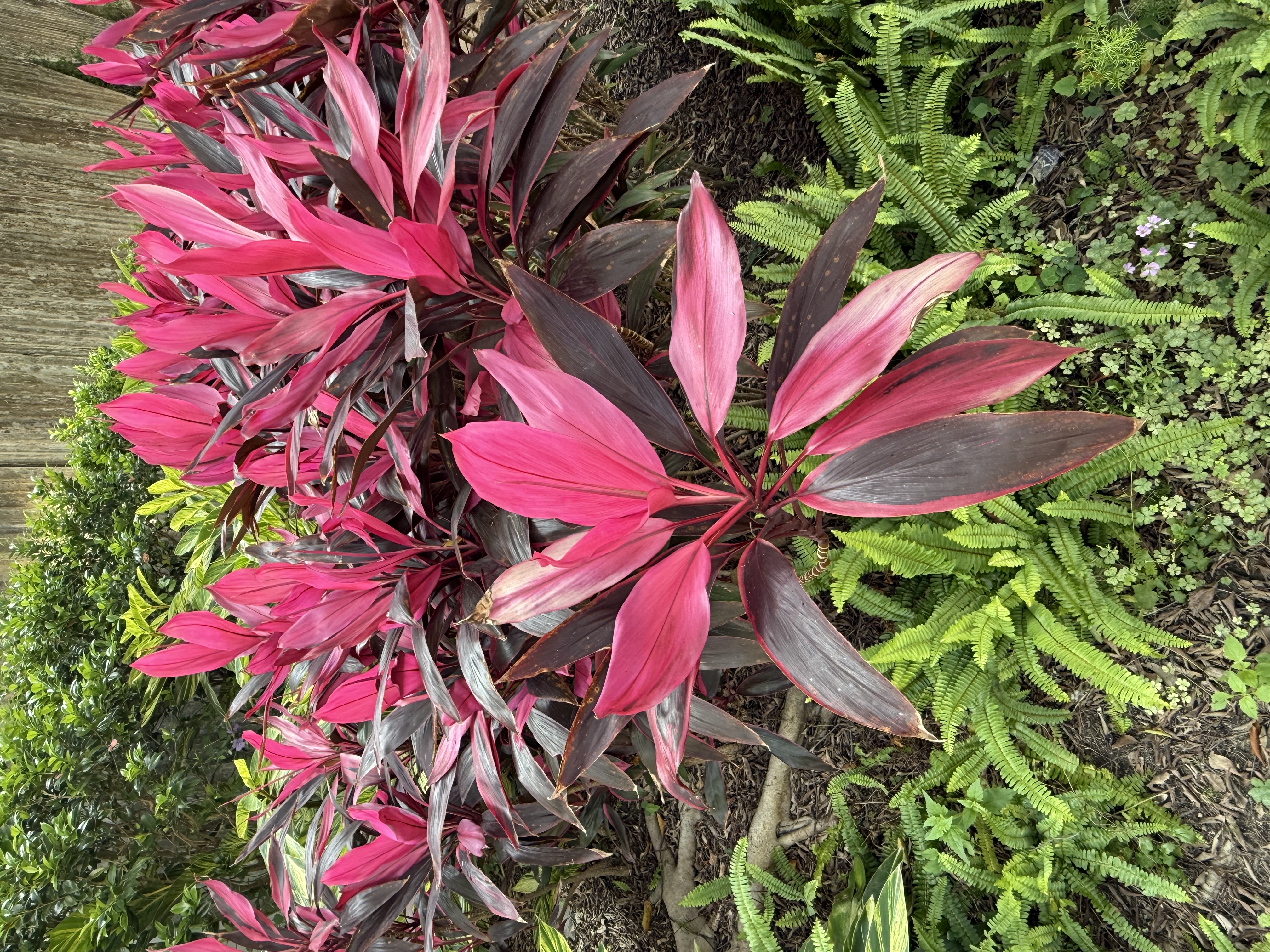 朱蕉