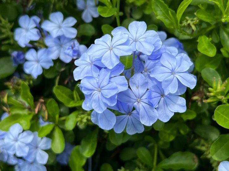 花