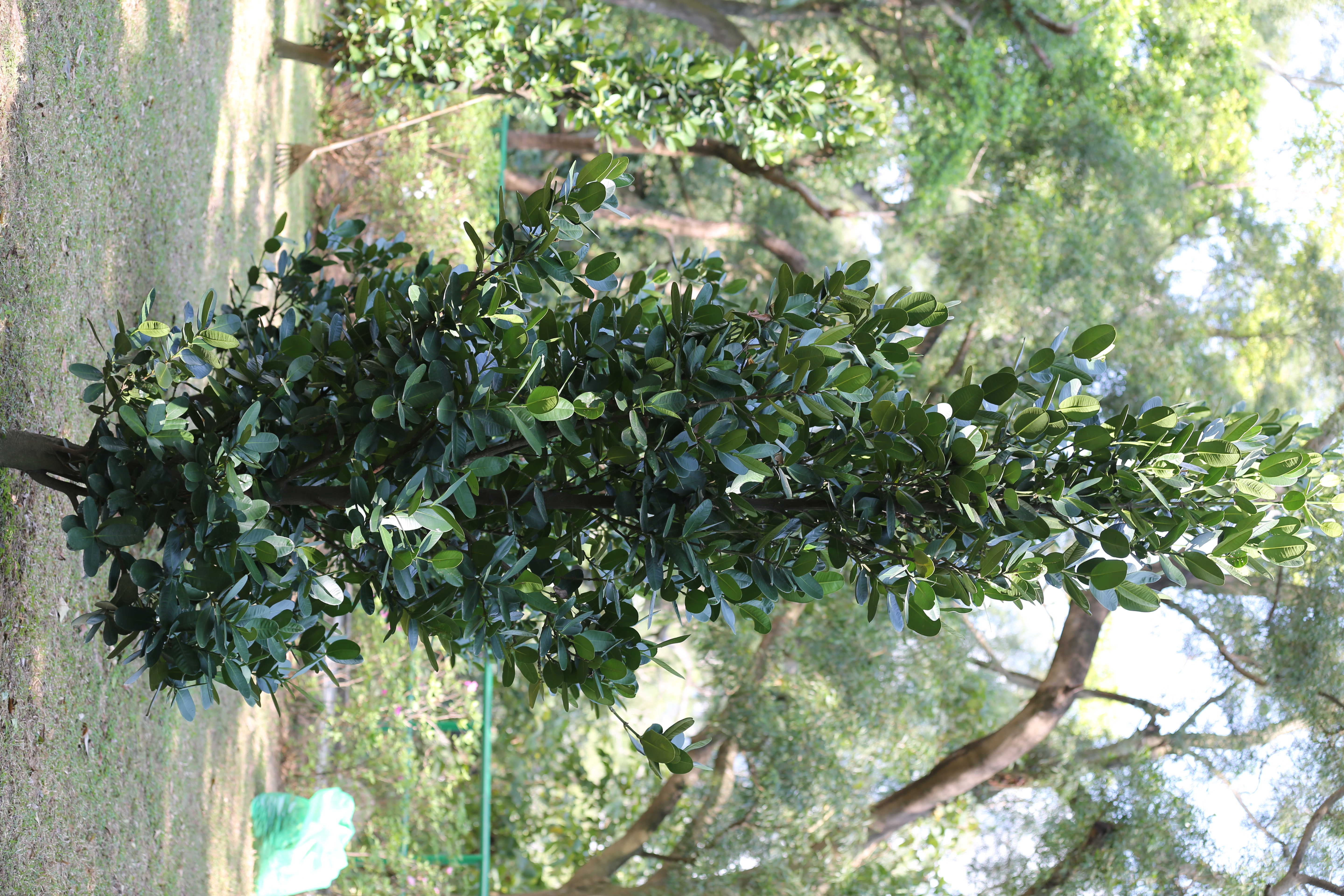 菲岛福木
