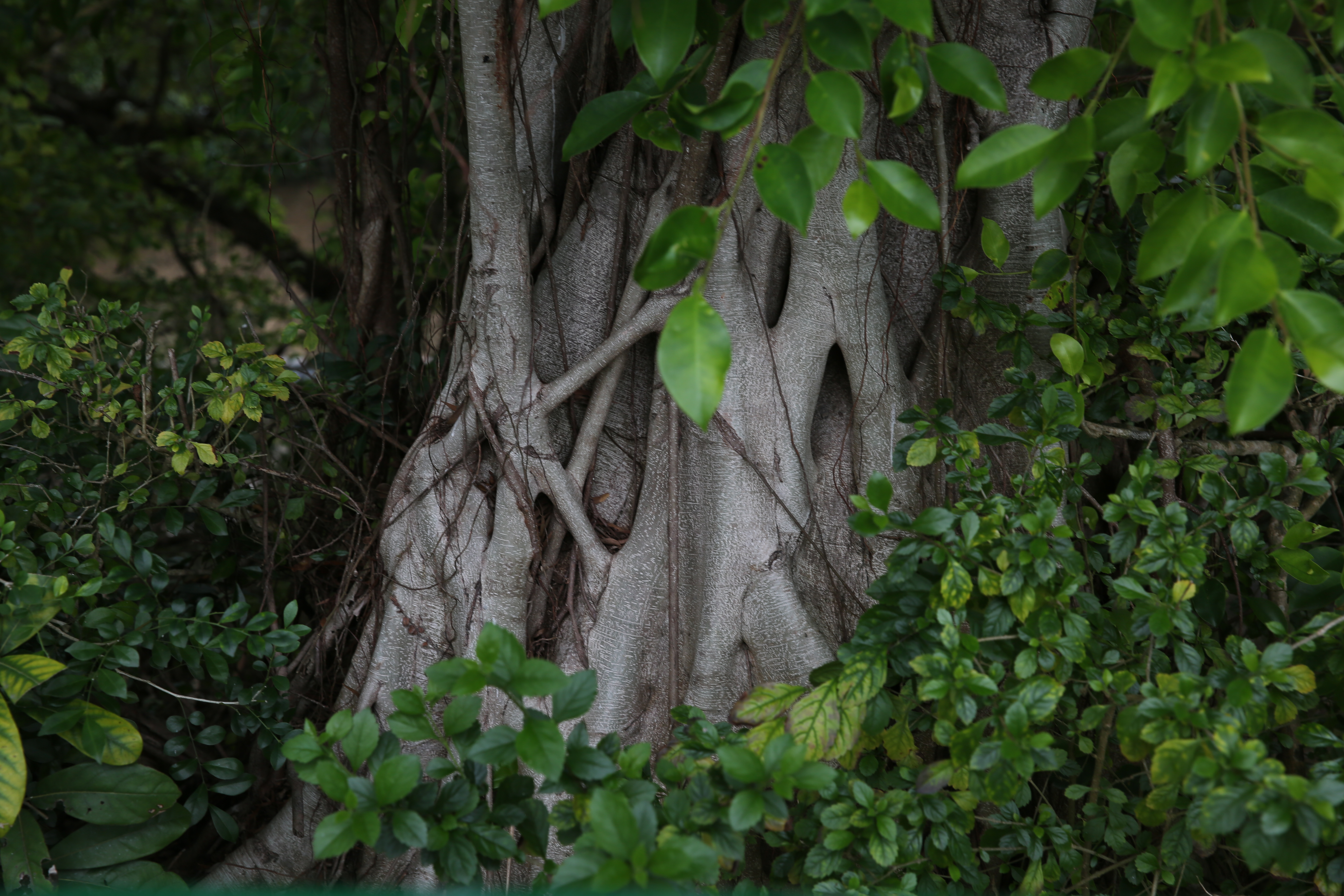 细叶榕