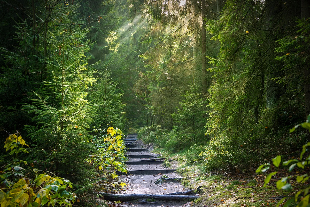 校園植物足跡全景